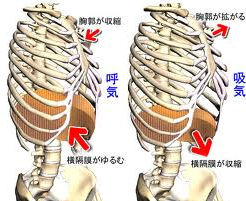 横隔膜の動き 女の子にモテる身体の作り方